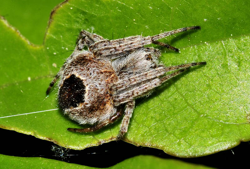 Agalenatea redii  - Fanano (MO)